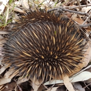 Tachyglossus aculeatus at Penrose, NSW - 1 Dec 2022