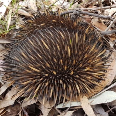 Tachyglossus aculeatus (Short-beaked Echidna) at Wingecarribee Local Government Area - 1 Dec 2022 by Aussiegall