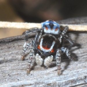 Maratus harrisi at Mount Clear, ACT - suppressed