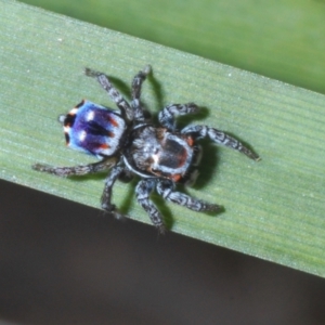 Maratus harrisi at Mount Clear, ACT - suppressed