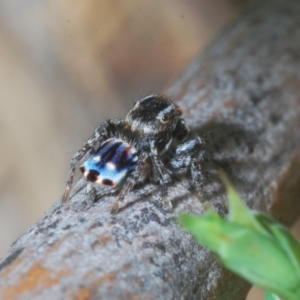 Maratus harrisi at Mount Clear, ACT - suppressed