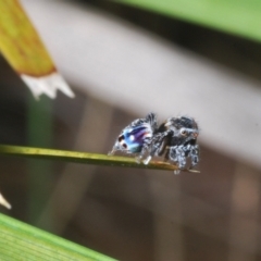 Maratus harrisi at Mount Clear, ACT - suppressed