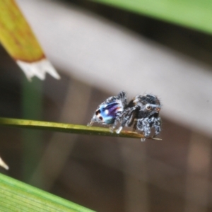 Maratus harrisi at Mount Clear, ACT - suppressed