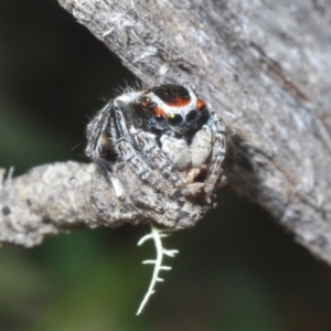 Maratus harrisi at Mount Clear, ACT - suppressed