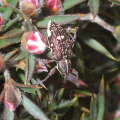 Aoplocnemis sp. (genus) (A weevil) at Tinderry, NSW - 30 Nov 2022 by Harrisi