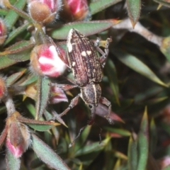 Aoplocnemis sp. (genus) (A weevil) at Tinderry, NSW - 30 Nov 2022 by Harrisi