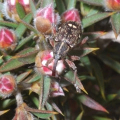 Aoplocnemis sp. (genus) at Tinderry, NSW - 1 Dec 2022