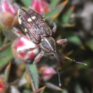 Aoplocnemis sp. (genus) at Tinderry, NSW - 1 Dec 2022