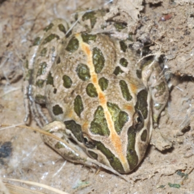 Limnodynastes tasmaniensis (Spotted Grass Frog) at Shannons Flat, NSW - 1 Dec 2022 by Harrisi