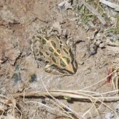 Limnodynastes tasmaniensis at Shannons Flat, NSW - 1 Dec 2022