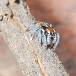 Maratus calcitrans at Shannons Flat, NSW - 1 Dec 2022