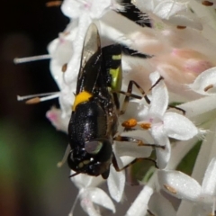 Odontomyia hunteri (Soldier fly) at High Range, NSW - 23 Nov 2022 by Curiosity