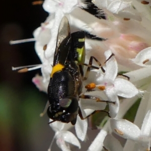 Odontomyia hunteri at High Range, NSW - 24 Nov 2022