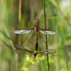 Leptotarsus (Macromastix) costalis (Common Brown Crane Fly) at High Range - 23 Nov 2022 by Curiosity