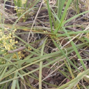 Lomandra filiformis subsp. coriacea at Weetangera, ACT - 30 Nov 2022