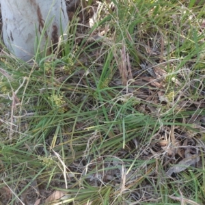 Lomandra filiformis subsp. coriacea at Weetangera, ACT - 30 Nov 2022