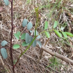 Indigofera australis subsp. australis (Australian Indigo) at Weetangera, ACT - 29 Nov 2022 by sangio7