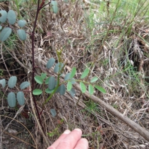 Indigofera australis subsp. australis at Weetangera, ACT - 30 Nov 2022