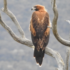 Aquila audax (Wedge-tailed Eagle) at McQuoids Hill - 1 Dec 2022 by HelenCross