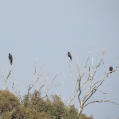 Aquila audax at Stromlo, ACT - 2 Dec 2022