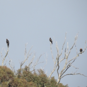 Aquila audax at Stromlo, ACT - 2 Dec 2022