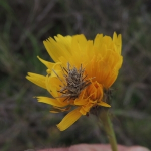 Heliocosma (genus) at Boorowa, NSW - 23 Oct 2022