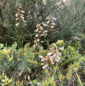 Gastrodia sesamoides at Acton, ACT - suppressed