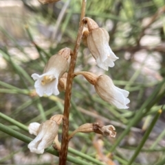 Gastrodia sesamoides at Acton, ACT - suppressed