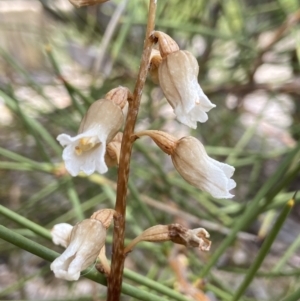 Gastrodia sesamoides at Acton, ACT - 1 Dec 2022