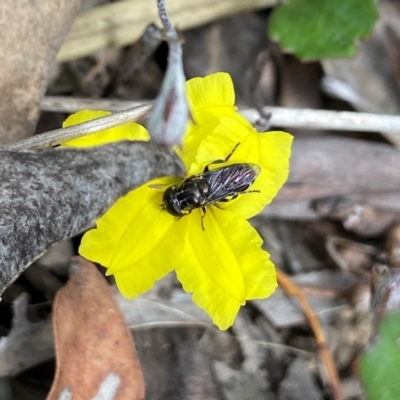 Eumerus sp. (genus) (A hoverfly) at Black Mountain - 1 Dec 2022 by AJB