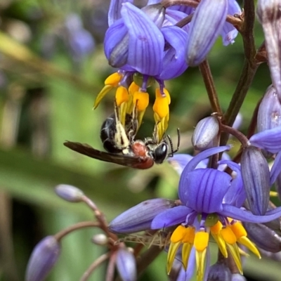 Lasioglossum (Callalictus) callomelittinum (Halictid bee) at Acton, ACT - 1 Dec 2022 by AJB