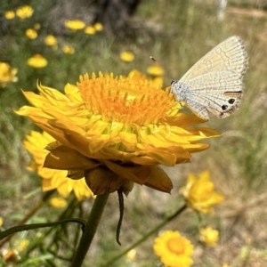 Nacaduba biocellata at Hackett, ACT - 30 Nov 2022 02:32 PM