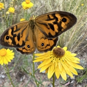 Heteronympha merope at Hackett, ACT - 30 Nov 2022 04:02 PM