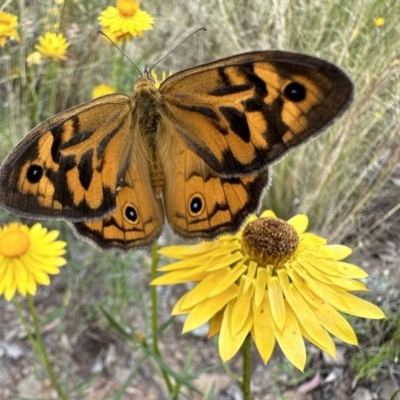 Heteronympha merope (Common Brown Butterfly) at Hackett, ACT - 30 Nov 2022 by Pirom