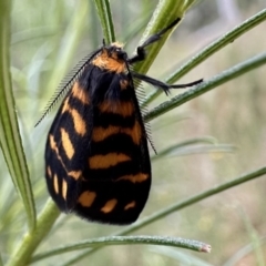 Asura lydia (Lydia Lichen Moth) at Mount Ainslie - 1 Dec 2022 by Pirom