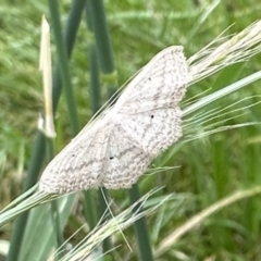 Scopula perlata (Cream Wave) at Ainslie, ACT - 1 Dec 2022 by Pirom