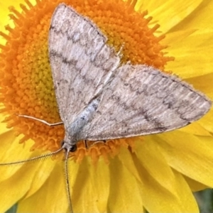 Scopula rubraria at Ainslie, ACT - 1 Dec 2022