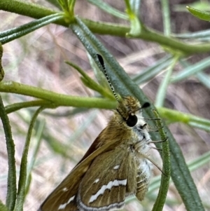 Taractrocera papyria at Hackett, ACT - 30 Nov 2022 03:54 PM