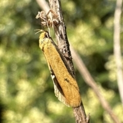 Philobota protecta (A concealer moth) at Ainslie, ACT - 1 Dec 2022 by Pirom