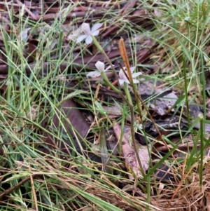 Caladenia alpina at Cotter River, ACT - suppressed