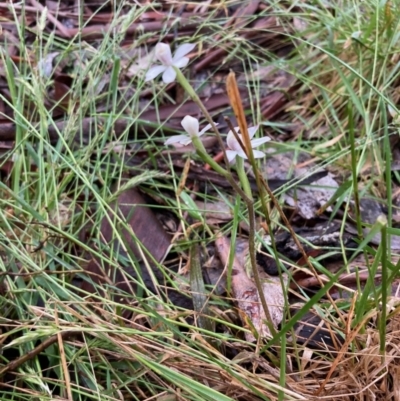 Caladenia alpina (Mountain Caps) at Cotter River, ACT - 2 Dec 2022 by NickiTaws