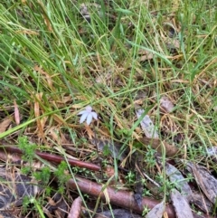 Caladenia alpina at Cotter River, ACT - suppressed