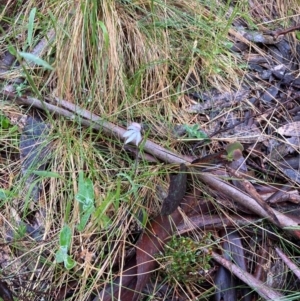 Caladenia alpina at Cotter River, ACT - suppressed