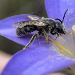 Lasioglossum (Chilalictus) lanarium (Halictid bee) at Black Mountain - 1 Dec 2022 by AJB