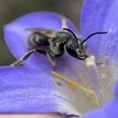 Lasioglossum (Chilalictus) lanarium at Bruce, ACT - 1 Dec 2022 02:28 PM