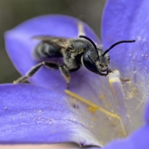 Lasioglossum (Chilalictus) lanarium at Bruce, ACT - 1 Dec 2022