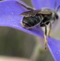 Lasioglossum (Chilalictus) lanarium at Bruce, ACT - 1 Dec 2022 02:28 PM