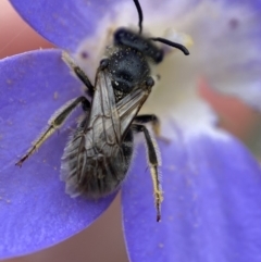 Lasioglossum (Chilalictus) lanarium at Bruce, ACT - 1 Dec 2022