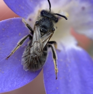 Lasioglossum (Chilalictus) lanarium at Bruce, ACT - 1 Dec 2022 02:28 PM