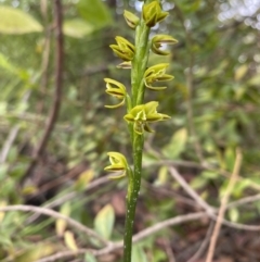 Prasophyllum flavum (Yellow Leek Orchid) at Jerrawangala National Park - 2 Dec 2022 by rosiecooney